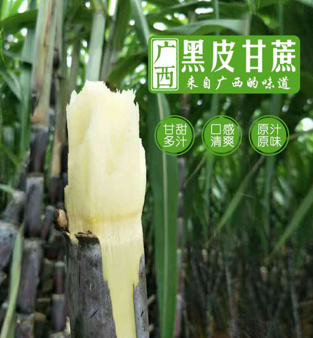 甘蔗主图1